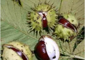 Chestnut treatment for prostate cancer