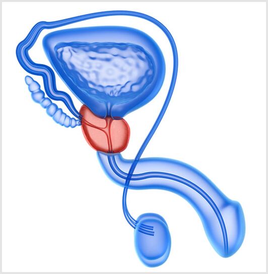 The prostate